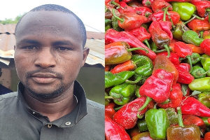 That is N583K every month – Applause after farmer reveals he earns N7m from growing tomatoes, peppers